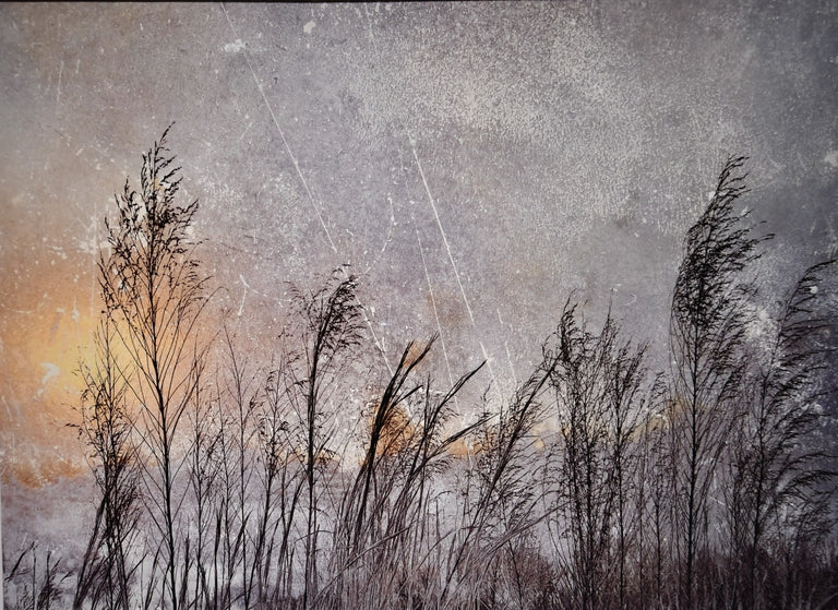 Upton, Richard Title: Grasses at Sunrise