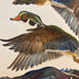 Van Essendelft, Hannah Title: Wood Ducks