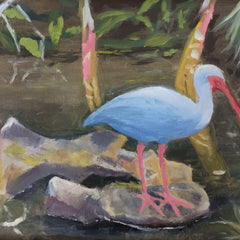 Curry, William Title: Florida Ibis Bird