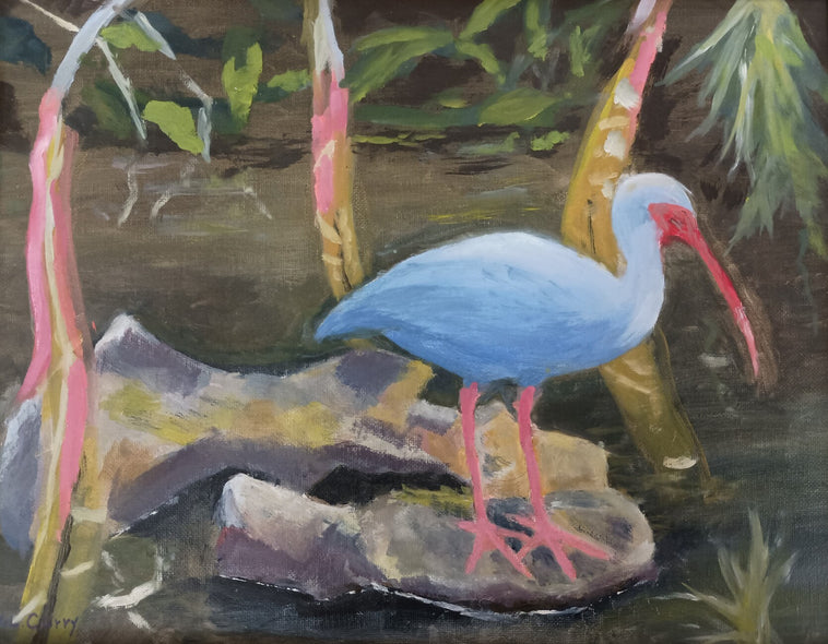 Curry, William Title: Florida Ibis Bird