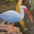 Curry, William Title: Florida Ibis Bird