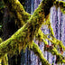 Woodward, Norma Title: Mossy Trees