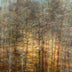 Yeaw, Timothy Title: Winter Tree Line