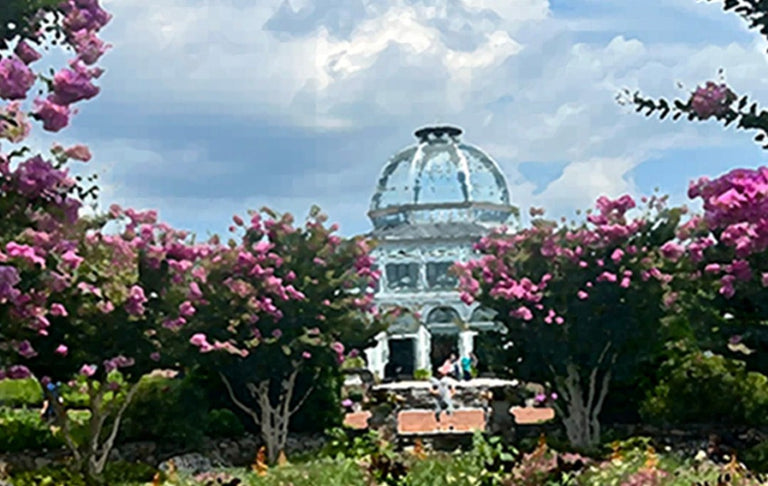 Limon, Lynn Title: 	Summer Glory, Ginter Botanical Garden