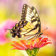 Tom Hennessy Title: Tiger Swallowtail