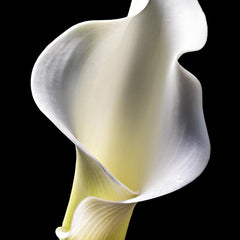Tom Hennessy Title: White Calla Lily