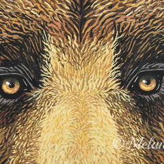 Melanie Conrad Title: Brown Bear (Eyes II)
