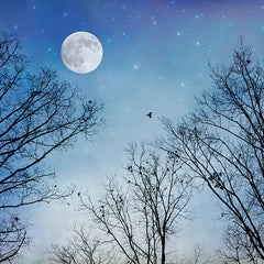 Sherri Conley Title: Moon Dreams