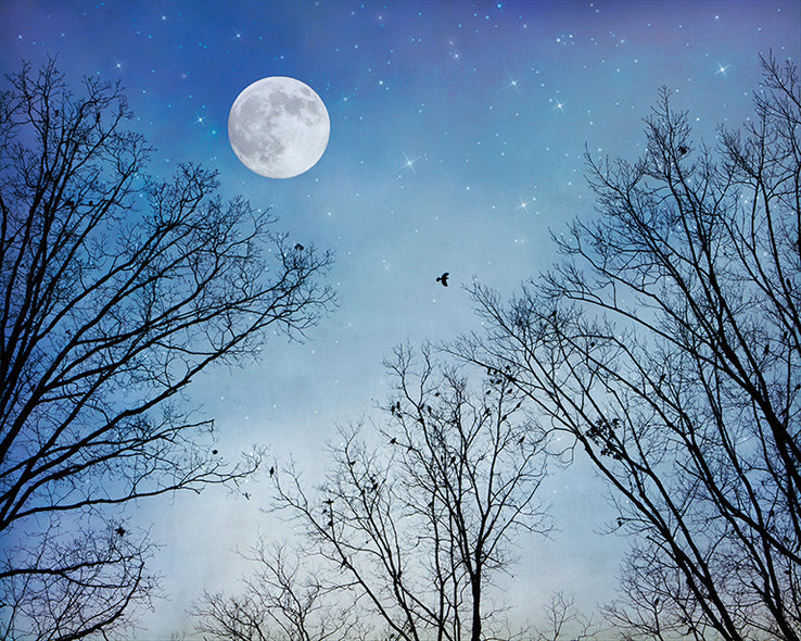 Sherri Conley Title: Moon Dreams