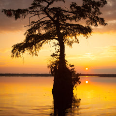 John Henley Title: Cypress Tree, Great Dismal Swamp
