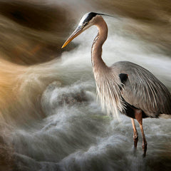 David Everette Title: Heron With Intent
