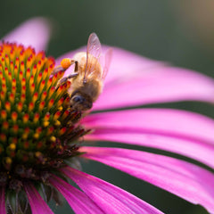 Bee and Cone Flower