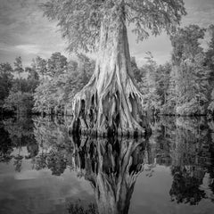 John Henley  Title:Ancient Tree, Great Dismal Swamp