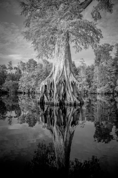 John Henley  Title:Ancient Tree, Great Dismal Swamp