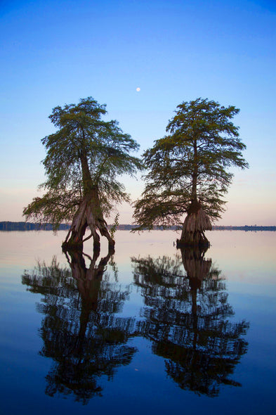 John Henley  Title: Moon Rise, Great Dismal Swamp