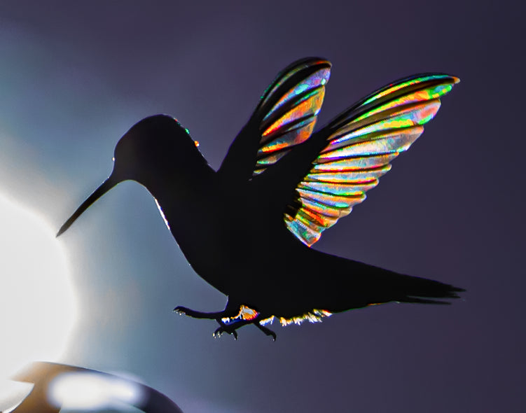 Stan Maupin Title: Hummingbird Prisms