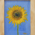 Dull, Susan Title: Sunflower