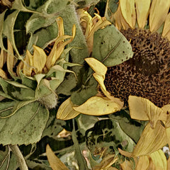 George, Helen Title: Ukraine Sunflower no 1